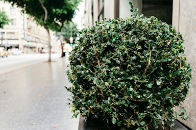 Maintain perfectly shaped hedges and shrubs